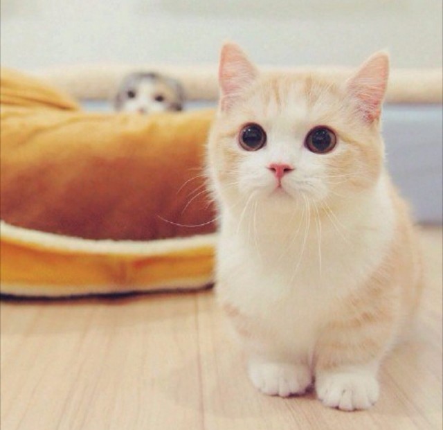 Котофеев пост