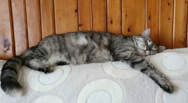 Моя красотка