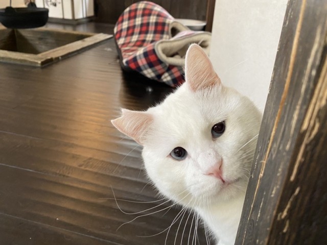 Коты они такие