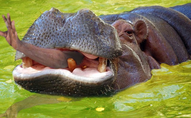 Ну очень жабельная фотография!