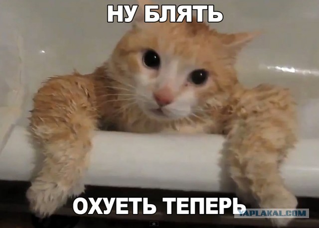 Кот, пес и ванна с водой