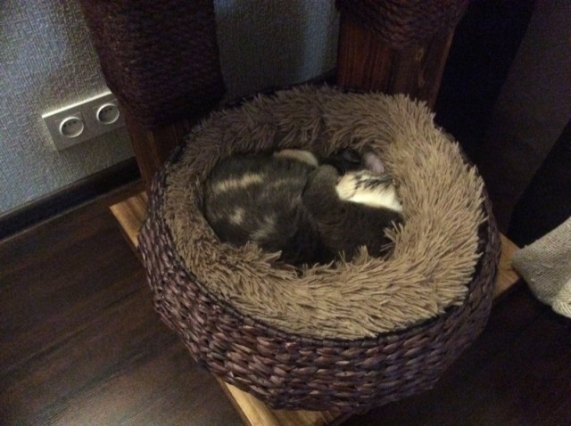 Котовторник!