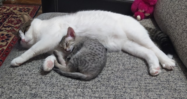 Котовторник