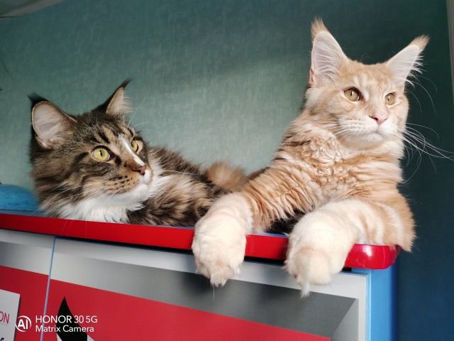 Новая хозяйка (к котовторнику)