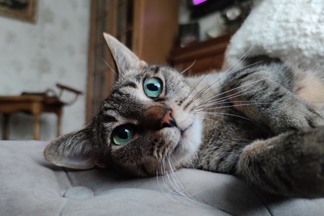 Котовторнику быть