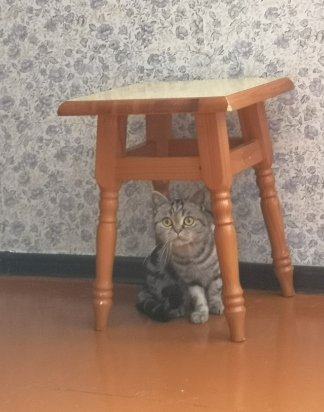 Котовторник. Картинки и буквы 08.02.22