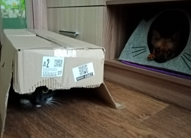 Котовторник.