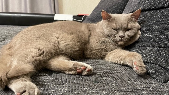 КотоФторник 23.08.22