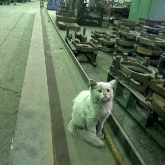Коты ишачат на заводе