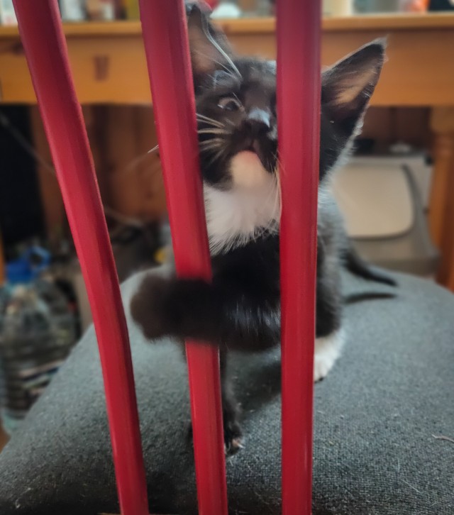 На котовторник