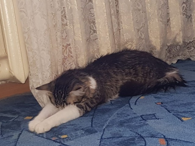 Котовторник 1.11.22