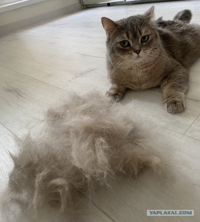 Вторник, ваши коты и кошки в студию