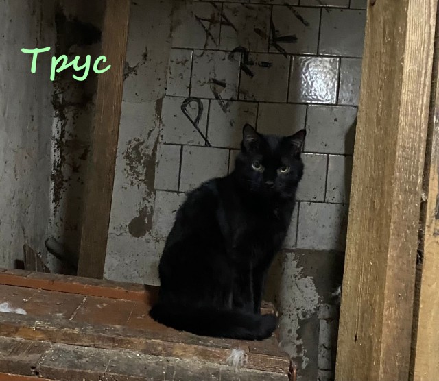 Жизнь домашнего приюта "Котоленд" 366
