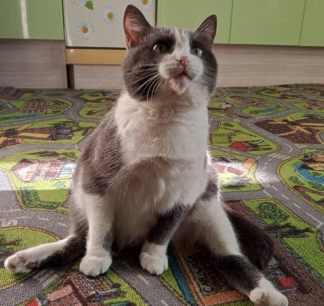 Начинаем котовторник.