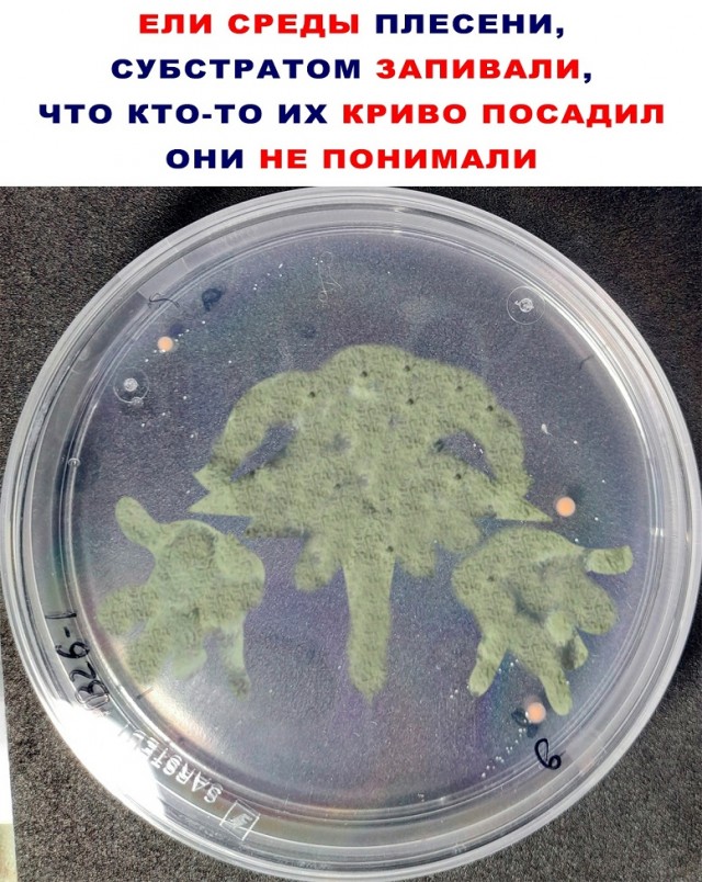 Картинки и мемы, всем хороших выходных