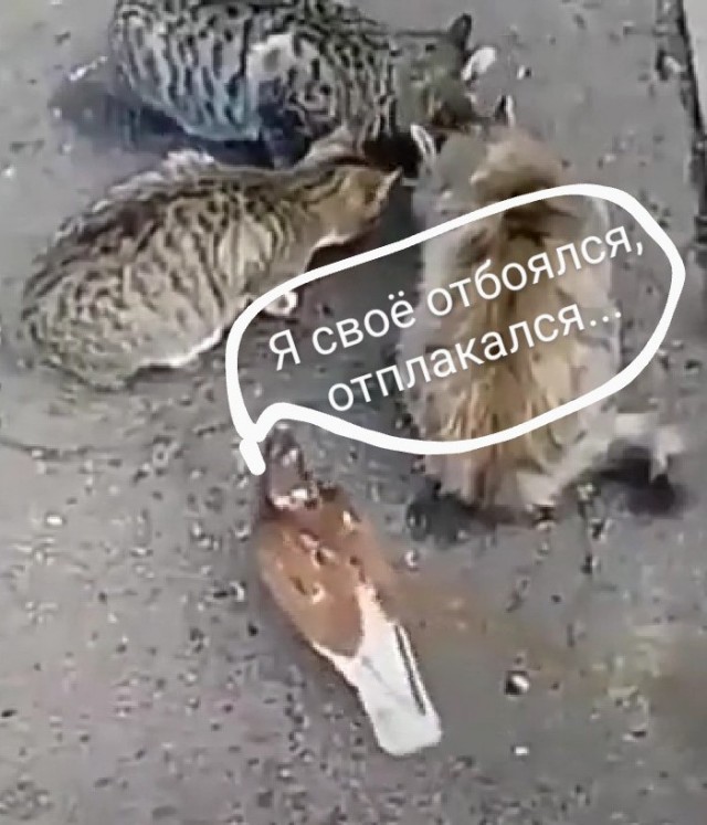 Голубь,  который поверил в себя