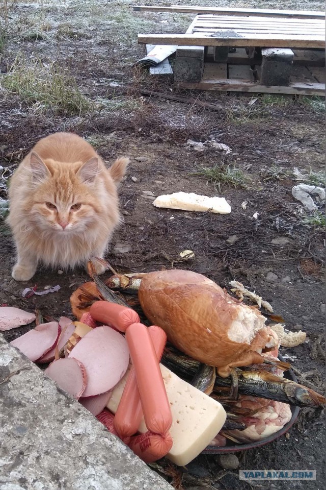 Коты пролетарии
