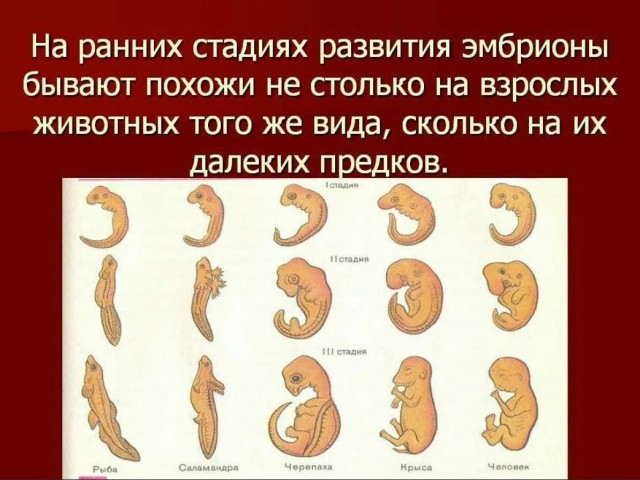 Карлос Сантана