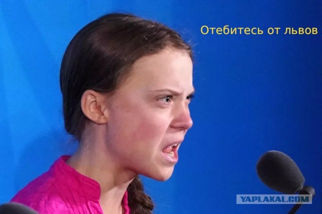 Львы