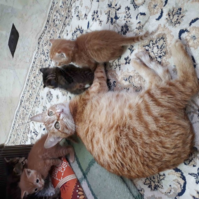 Котовторник