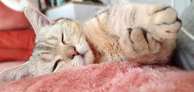 Почему кошка спит с человеком: 3 основные причины и важные моменты, о которых следует знать