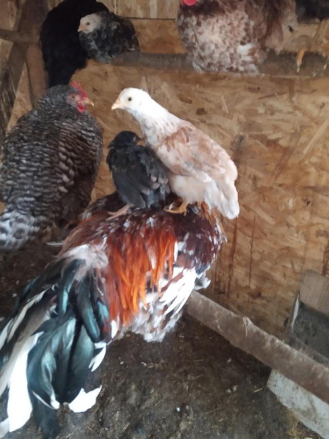 Веселая ферма. Не могу не поделиться этими фото