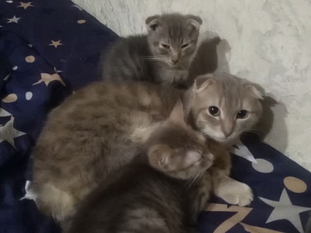 Мура, девочка, из приюта