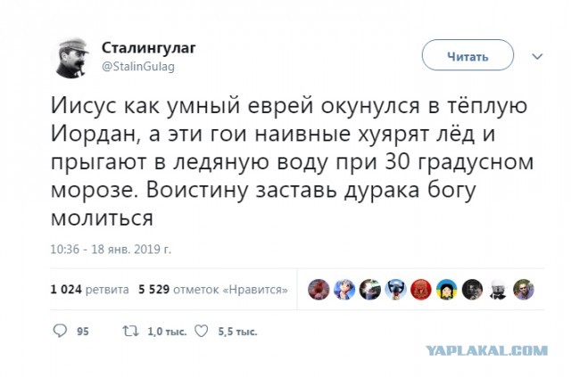 Вот такие красивые моржи прилетают в Якутск специально для того, чтобы проверить себя