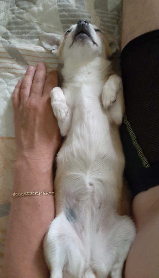 Собаки которые уснули в прикольных позах