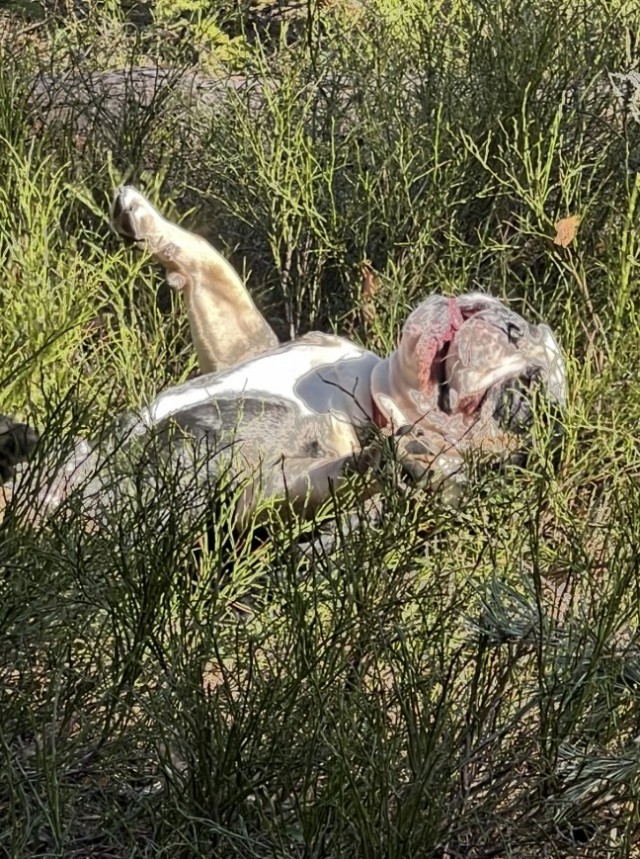 Литературная беседка v.1