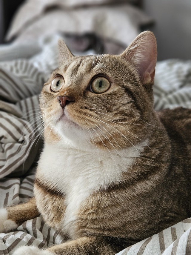 Котовторник продолжается