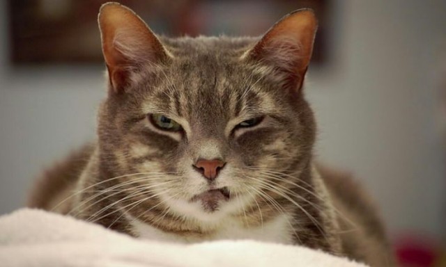 Реакция пёселей на новорожденных