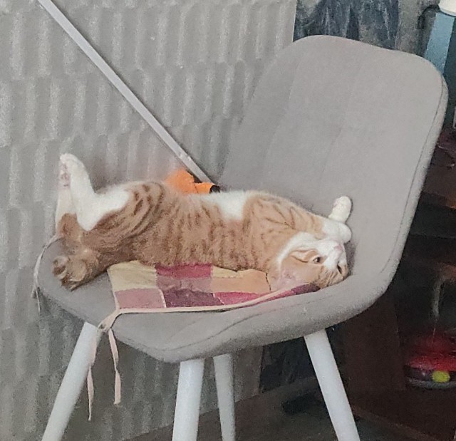 Принимайте в ряды которабов