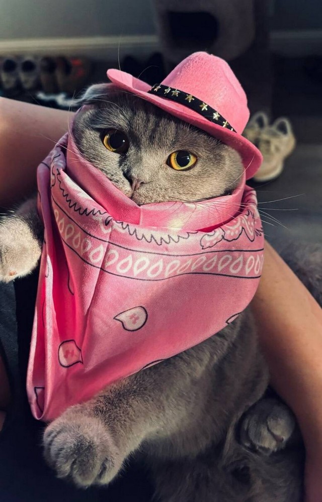 Так всякие картинки