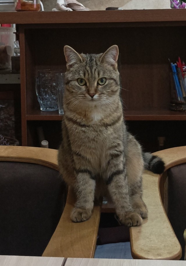 Котовторник