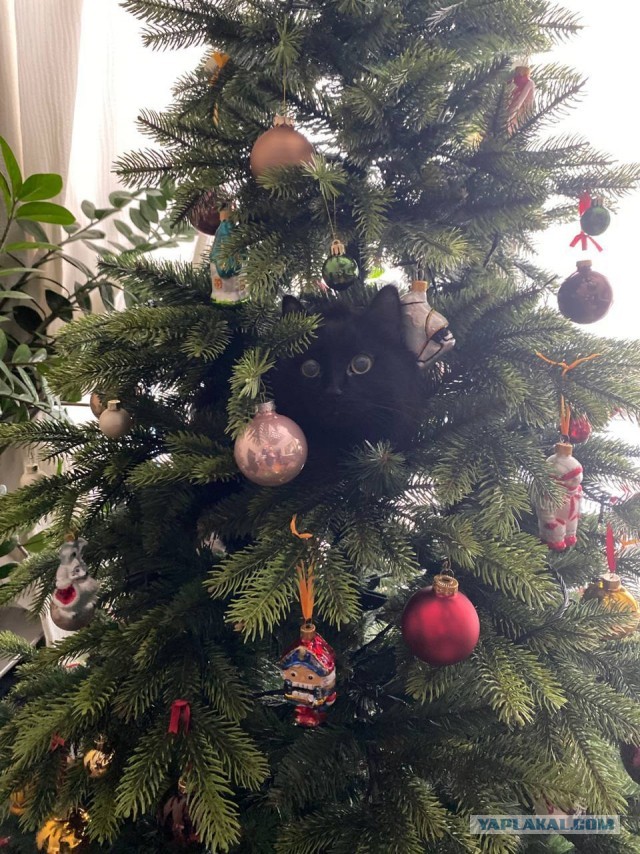 Котовторник же!
