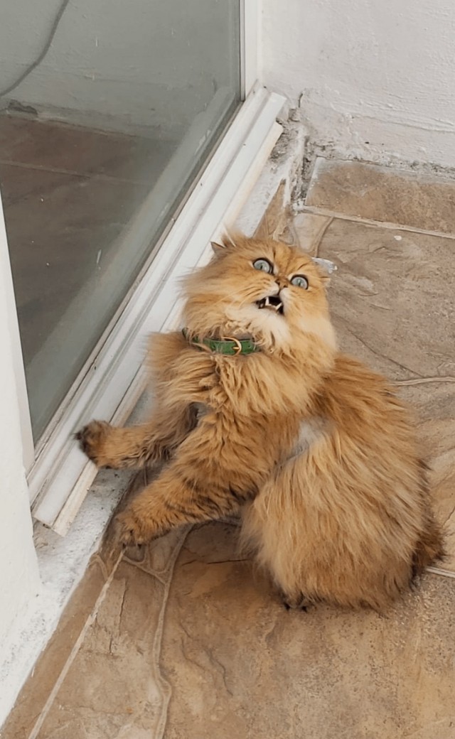 Домашний кот побывал на улице