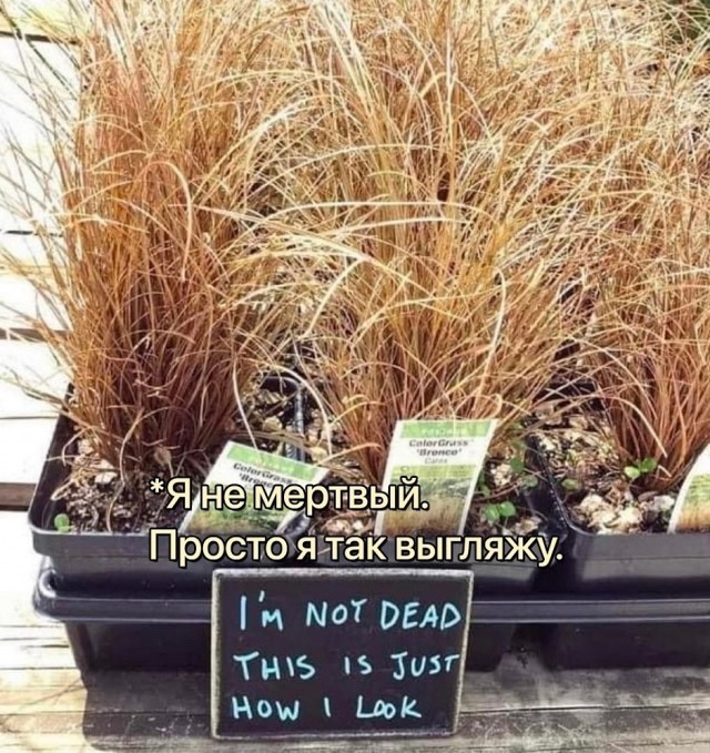 Так себе картинки 29.01.26