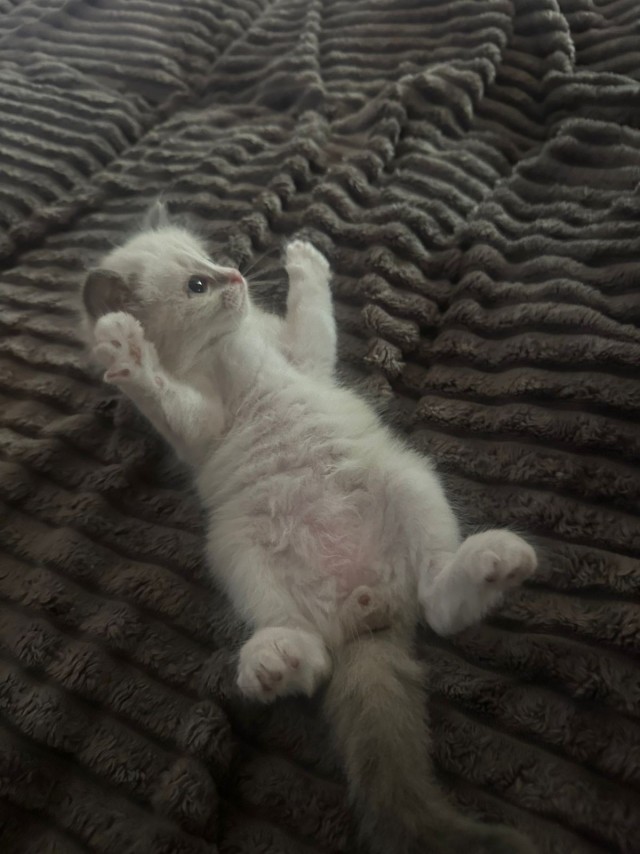 Дурацких фото котов тред — 4