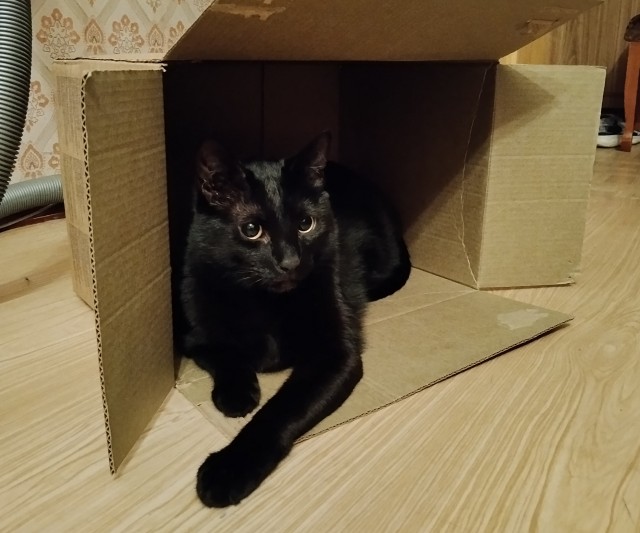 С рыжими котами всегда весело