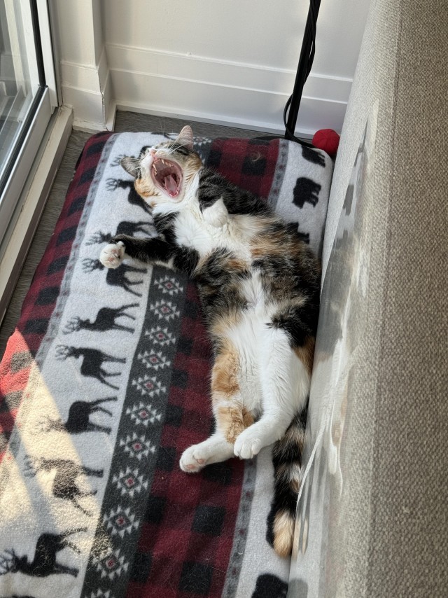Кошкина зевота