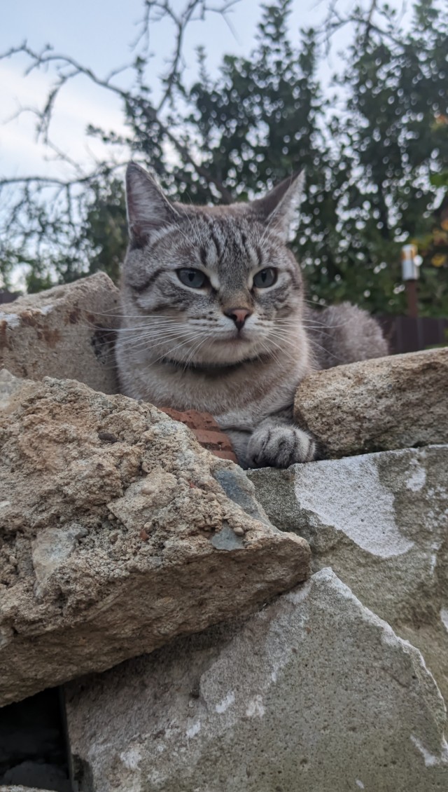 Котовторник