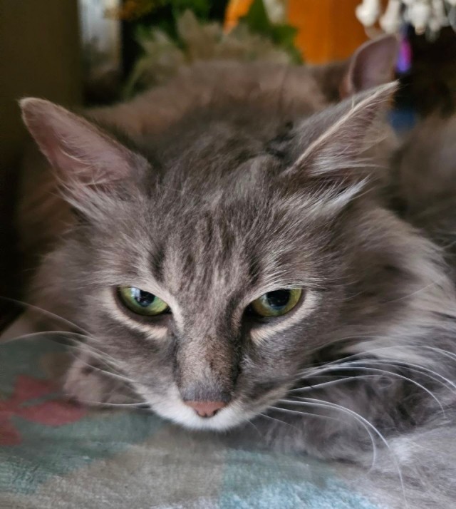 Котики в добрые руки