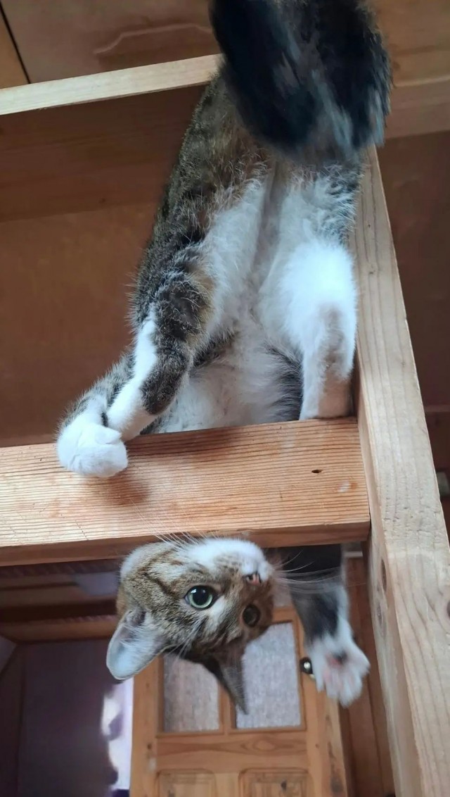 Котовторник же