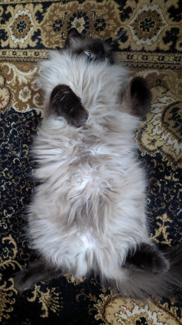 Хозяин кота выложил видео с автоматической кормушки, которая засняла эти грустные кадры