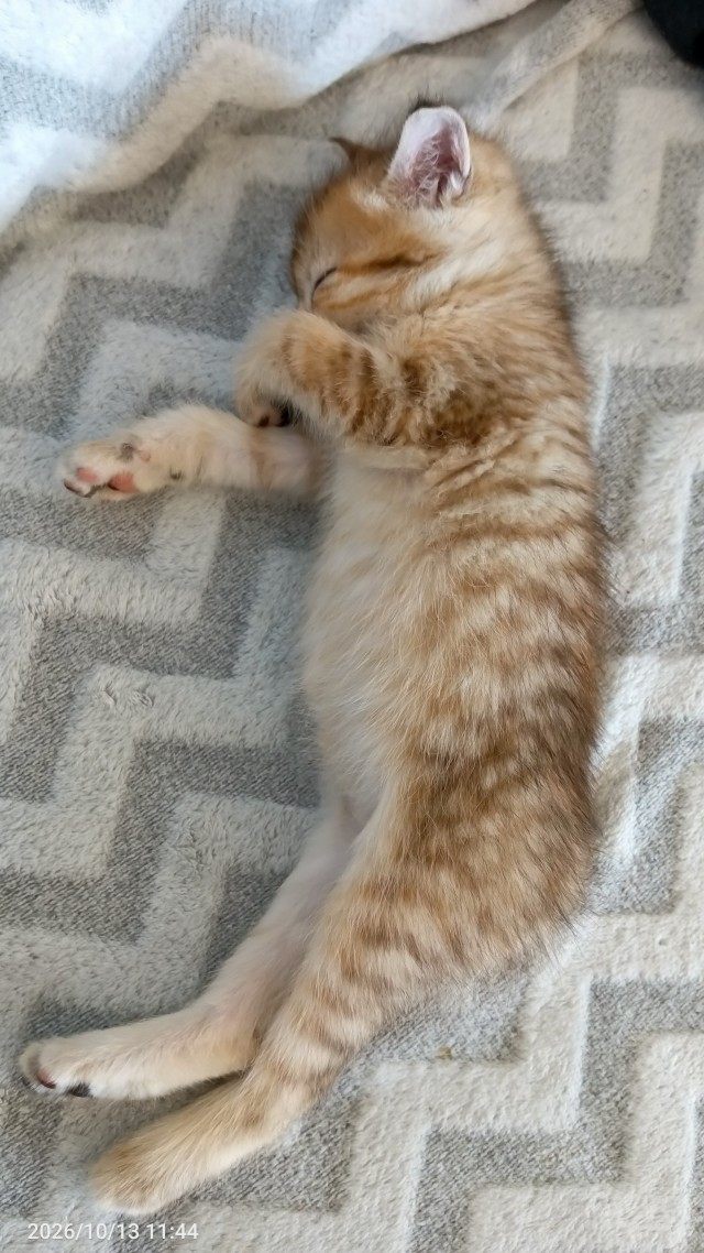К-котовторник