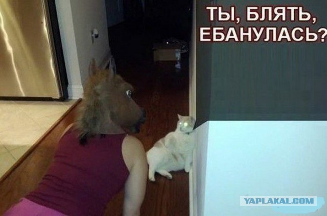 Котоподборка