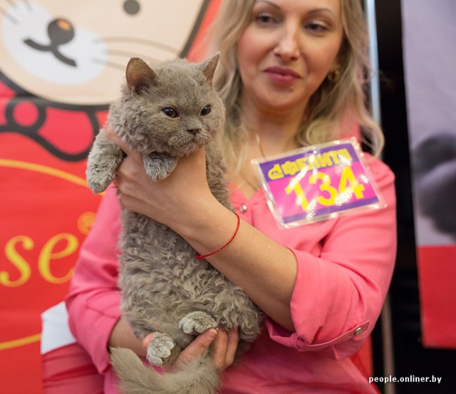 Выставка кошек "Цветок сакуры