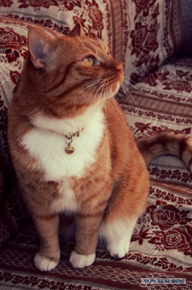 История одного кота