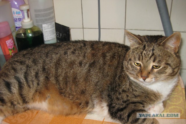 Котовторник 25.02.2014
